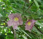 : - Tabebuia heterophylla