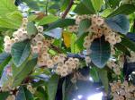 : - Elaeocarpus rugosus