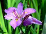 Japanische Sumpf-Schwertlilie - Iris ensata