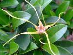 Geißhornpflanze
- Strophanthus divaricatus