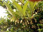 : - Adinandra milletii