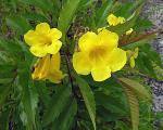 Gelbe Trompetenblume - Tecoma stans