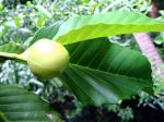 : - Dillenia philippinensis
