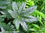 Zimmeraralie - Fatsia japonica