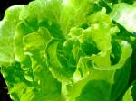 Gartensalat - Lactuca sativa