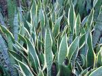 Bogenhanf - Sansevieria trifasciata