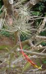 : - Tillandsia fuchsii