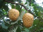 : - Annona senegalensis