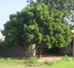 Niembaum - Azadirachta indica