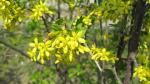 Gold-Johannisbeere - Ribes aureum
