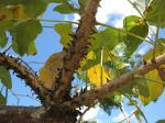 :-Erythrina haerdii