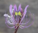 : - Cleome hirta