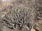 : - Euphorbia corniculata