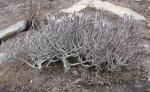 : - Euphorbia unicornis