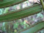 : - Marattia cicutifolia