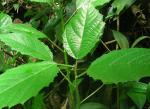 : - Tragia volubilis
