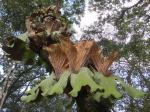 : - Platycerium angolense