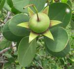 : - Sonneratia alba