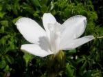 :-Vanilla roscheri
