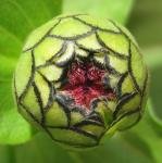 Zinnie - Zinnia elegans