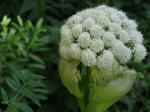 Wald-Engelwurz - Angelica sylvestris