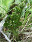 Echte Mondraute - Botrychium lunaria