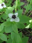 Schwedischer Hartriegel-Cornus suecica