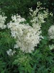 Echtes Mädesüß - Filipendula ulmaria