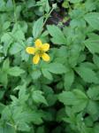 Echte Nelkenwurz - Geum urbanum