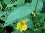Großes Springkraut-Impatiens noli-tangere