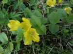 Pfennigkraut - Lysimachia nummularia