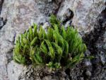 : - Orthotrichum speciosum