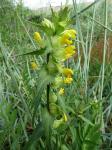 Großer Klappertopf - Rhinanthus serotinus