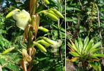 : - Vriesea pedicellata