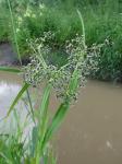 Wald-Simse - Scirpus sylvaticus
