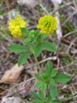 Gold-Klee - Trifolium aureum