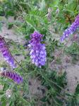 Vogel-Wicke - Vicia cracca