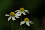 Echte Kamille - Matricaria chamomilla