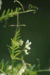Rauhaarige Wicke - Vicia hirsuta