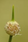 Weinberg-Lauch - Allium vineale