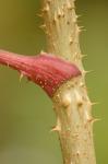 Japanische Aralie - Aralia elata
