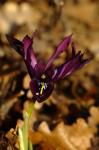 Netzblatt-Schwertlilie - Iris reticulata