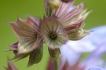 Echter Salbei - Salvia officinalis