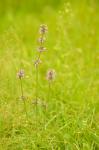 Echte Betonie - Stachys officinalis