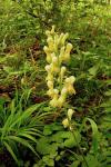 Wolfs-Eisenhut - Aconitum lycoctonum