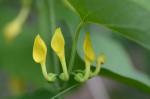 Gewöhnliche Osterluzei-Aristolochia clematitis