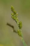 Grau-Segge - Carex canescens