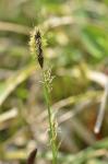 Wimper-Segge - Carex pilosa