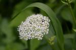 Behaarter Kälberkropf - Chaerophyllum hirsutum