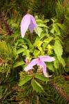 Alpen-Waldrebe - Clematis alpina